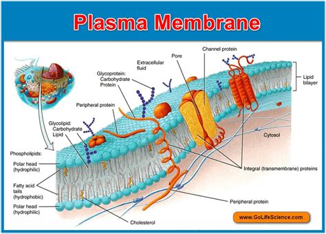 basolateral|Basolateral plasma membrane .